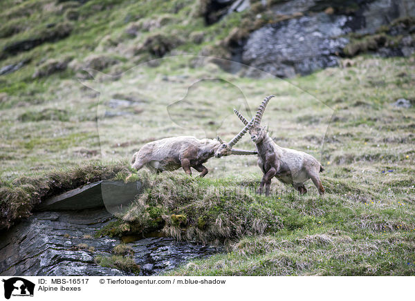 Alpine ibexes / MBS-16517