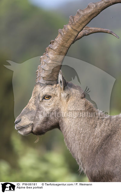 Alpensteinbock Portrait / Alpine ibex portrait / PW-06181