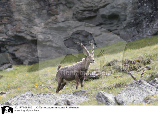 stehender Alpensteinbock / standing alpine ibex / PW-06182