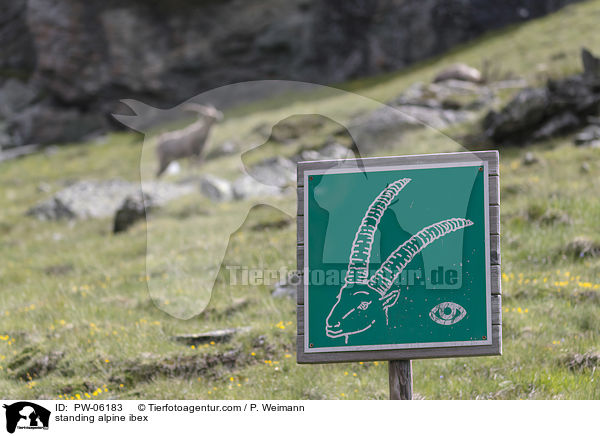 stehender Alpensteinbock / standing alpine ibex / PW-06183