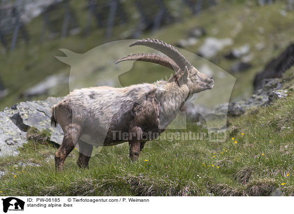 stehender Alpensteinbock / standing alpine ibex / PW-06185