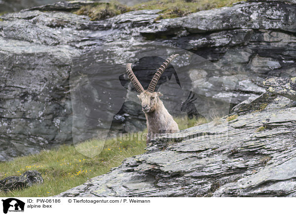 Alpensteinbock / alpine ibex / PW-06186
