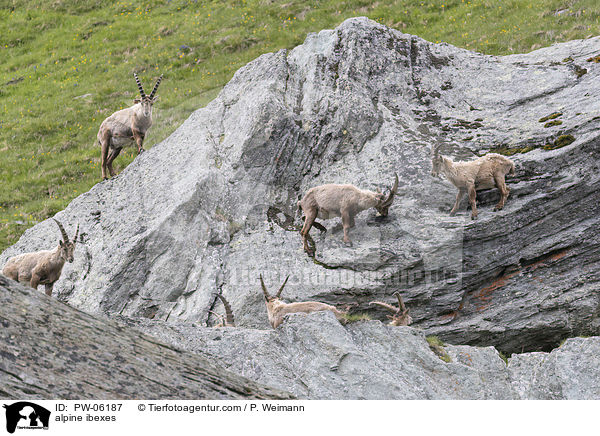 Alpensteinbcke / alpine ibexes / PW-06187