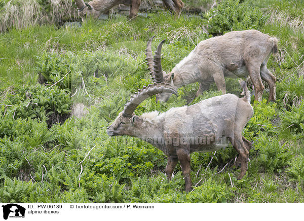 alpine ibexes / PW-06189