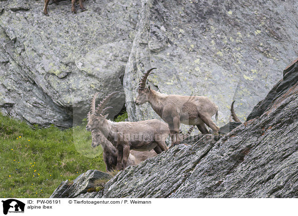 Alpensteinbock / alpine ibex / PW-06191