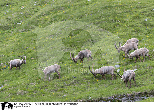 Alpensteinbcke / alpine ibexes / PW-06192