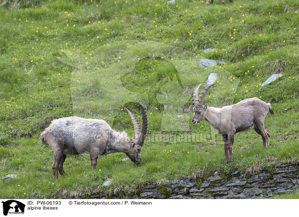 alpine ibexes / PW-06193