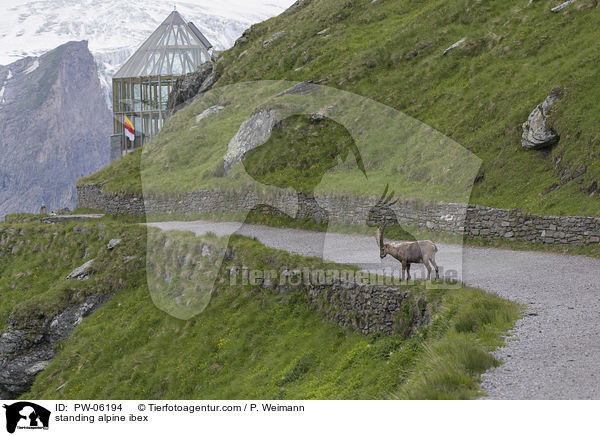 stehender Alpensteinbock / standing alpine ibex / PW-06194