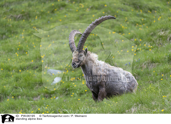 stehender Alpensteinbock / standing alpine ibex / PW-06195