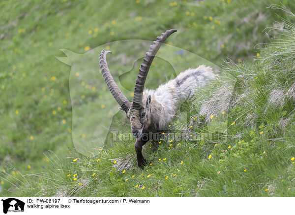 laufender Alpensteinbock / walking alpine ibex / PW-06197