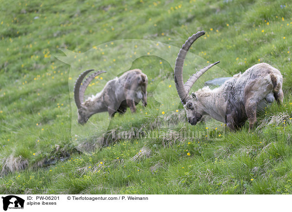 Alpensteinbcke / alpine ibexes / PW-06201