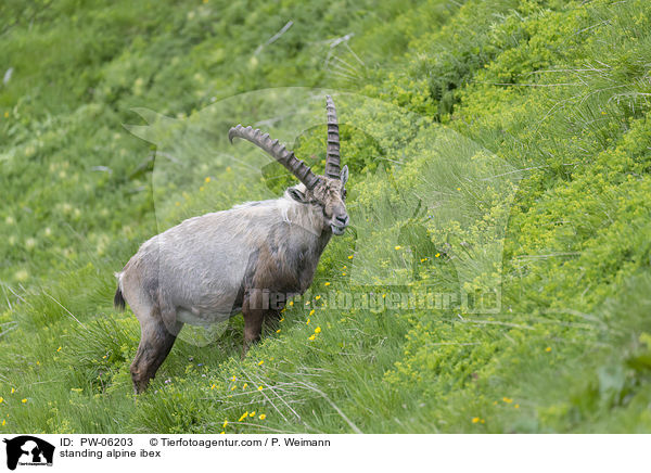 stehender Alpensteinbock / standing alpine ibex / PW-06203