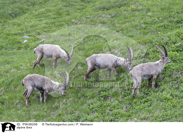 Alpensteinbock / alpine ibex / PW-06206