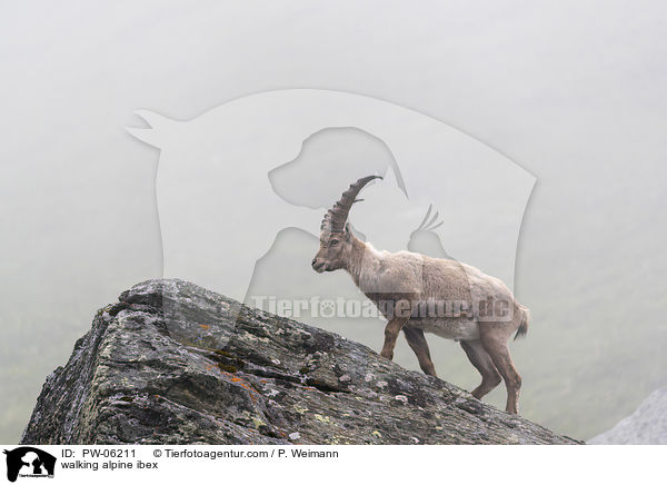 laufender Alpensteinbock / walking alpine ibex / PW-06211