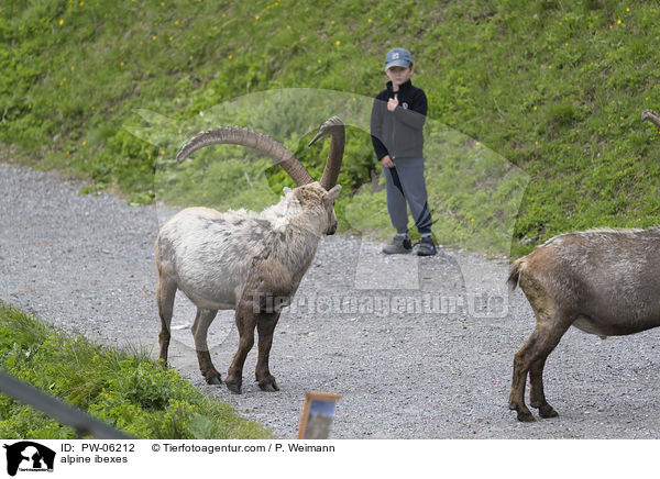 Alpensteinbcke / alpine ibexes / PW-06212