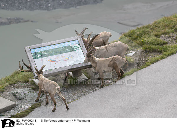 Alpensteinbcke / alpine ibexes / PW-06213