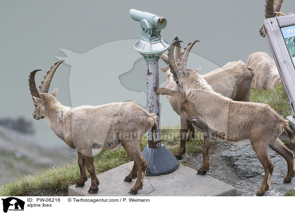 Alpensteinbock / alpine ibex / PW-06216