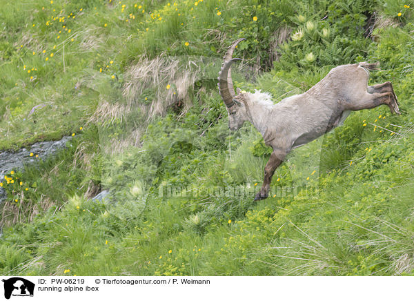 rennender Alpensteinbock / running alpine ibex / PW-06219