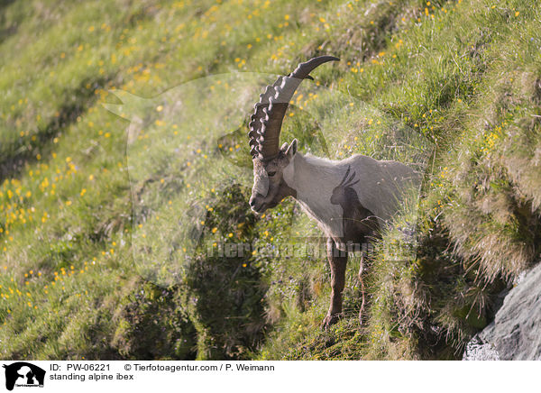 stehender Alpensteinbock / standing alpine ibex / PW-06221