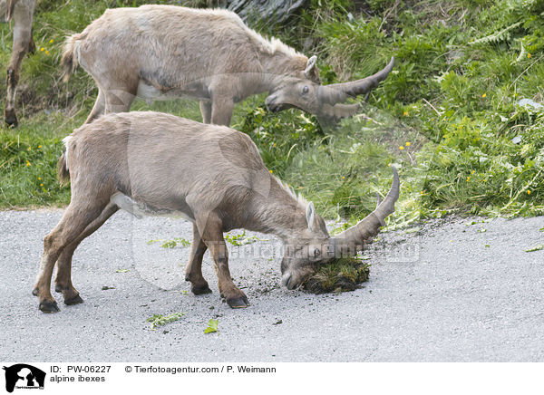 Alpensteinbcke / alpine ibexes / PW-06227
