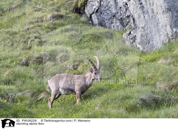 stehender Alpensteinbock / standing alpine ibex / PW-06228