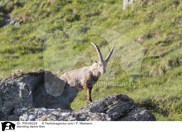 stehender Alpensteinbock / standing alpine ibex / PW-06229