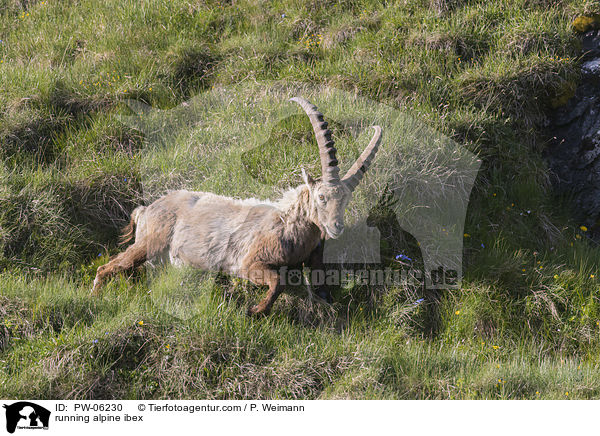 running alpine ibex / PW-06230