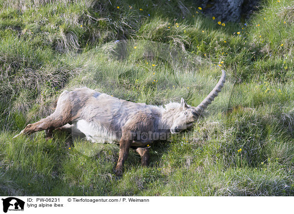 liegender Alpensteinbock / lying alpine ibex / PW-06231
