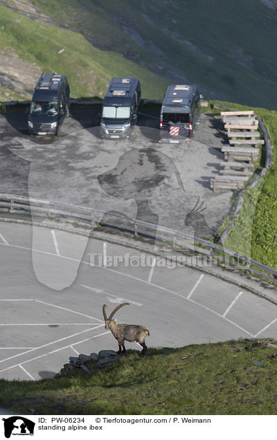 stehender Alpensteinbock / standing alpine ibex / PW-06234