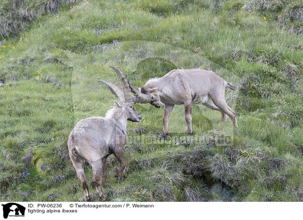 kmpfende Alpensteinbcke / fighting alpine ibexes / PW-06236