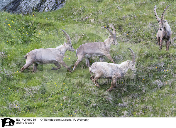 alpine ibexes / PW-06239