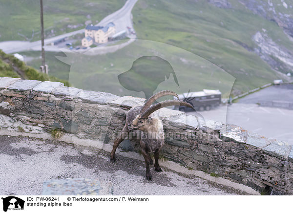 stehender Alpensteinbock / standing alpine ibex / PW-06241