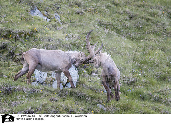 kmpfende Alpensteinbcke / fighting alpine ibexes / PW-06243