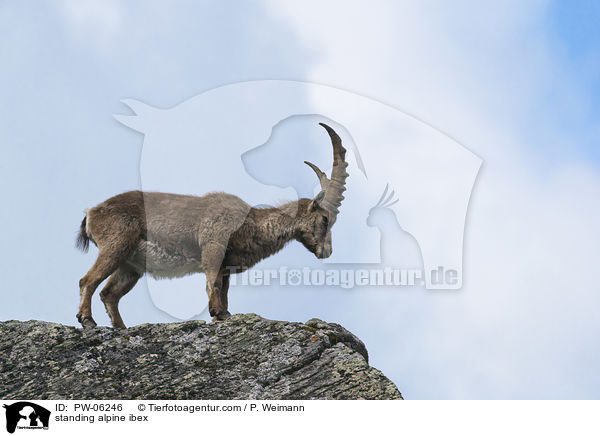 stehender Alpensteinbock / standing alpine ibex / PW-06246