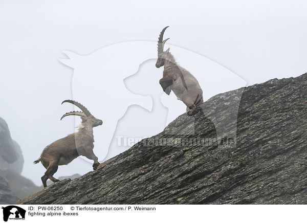 fighting alpine ibexes / PW-06250