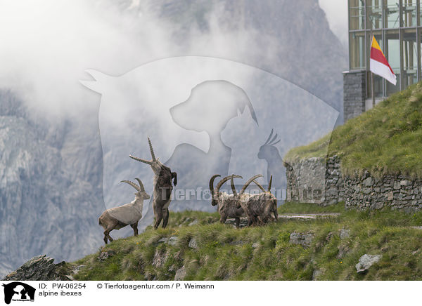 alpine ibexes / PW-06254