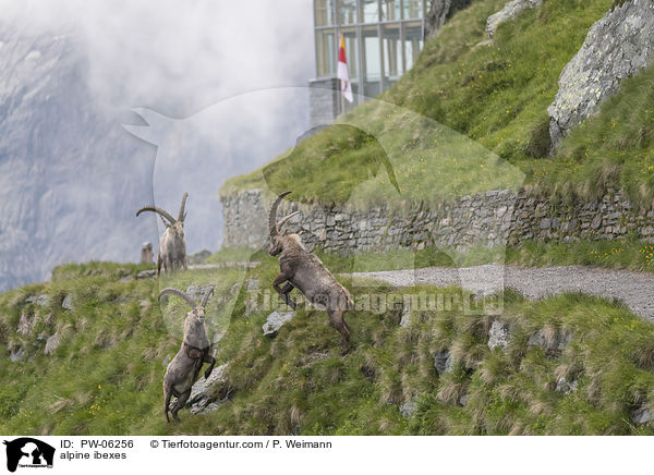 Alpensteinbcke / alpine ibexes / PW-06256