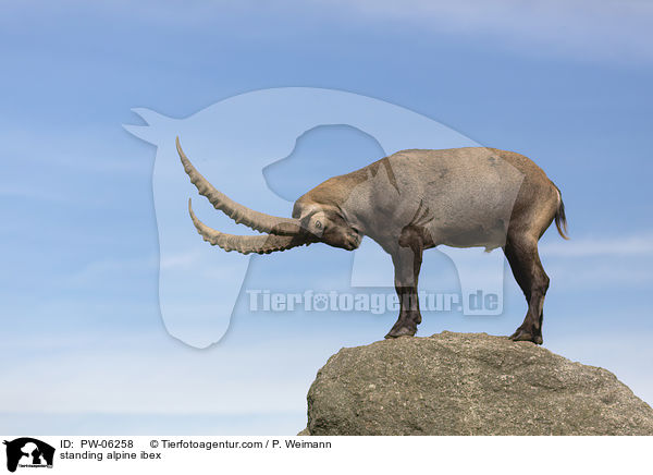 stehender Alpensteinbock / standing alpine ibex / PW-06258