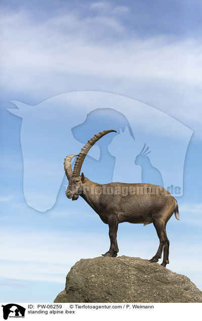 stehender Alpensteinbock / standing alpine ibex / PW-06259