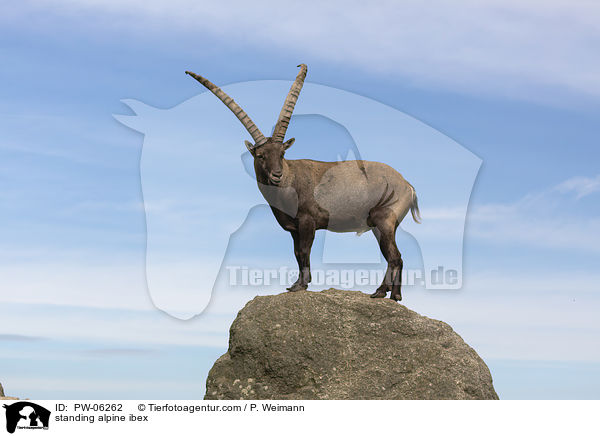 stehender Alpensteinbock / standing alpine ibex / PW-06262