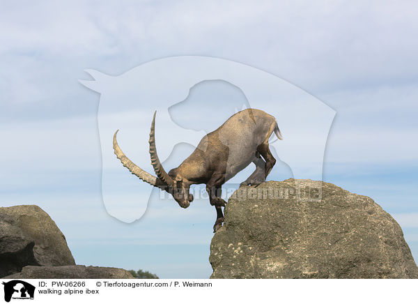 laufender Alpensteinbock / walking alpine ibex / PW-06266