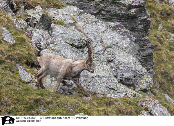 walking alpine ibex / PW-06269