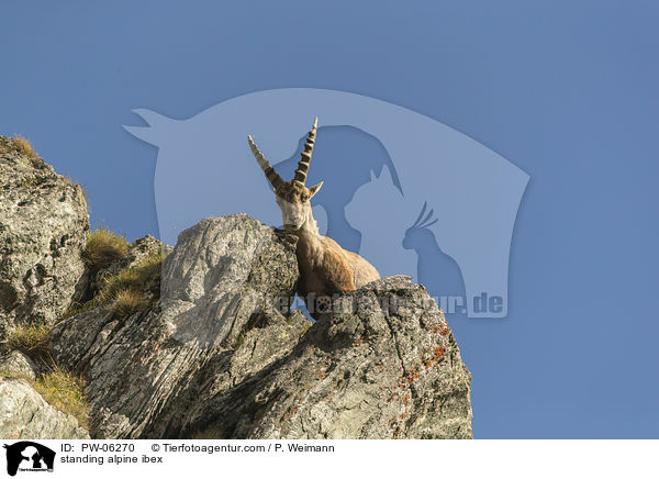 stehender Alpensteinbock / standing alpine ibex / PW-06270