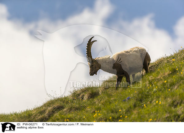walking alpine ibex / PW-06271