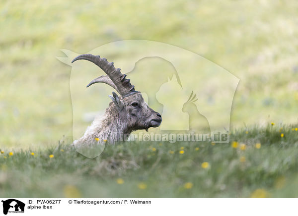 alpine ibex / PW-06277