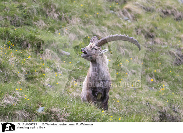 standing alpine ibex / PW-06279