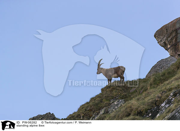 standing alpine ibex / PW-06282