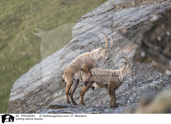 Alpensteinbcke bei der Paarung / pairing alpine ibexes / PW-06283