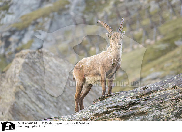 stehender Alpensteinbock / standing alpine ibex / PW-06284