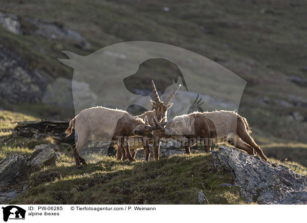 Alpensteinbcke / alpine ibexes / PW-06285